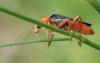Cantharis pellucida